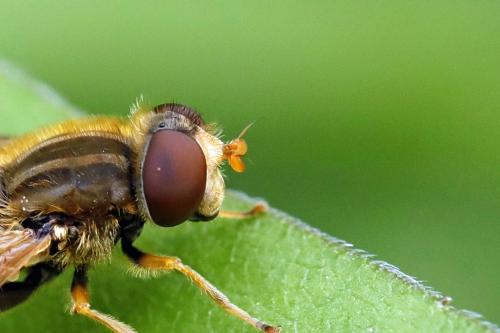 Réf. 344 223 : Parhelophilus versicolor